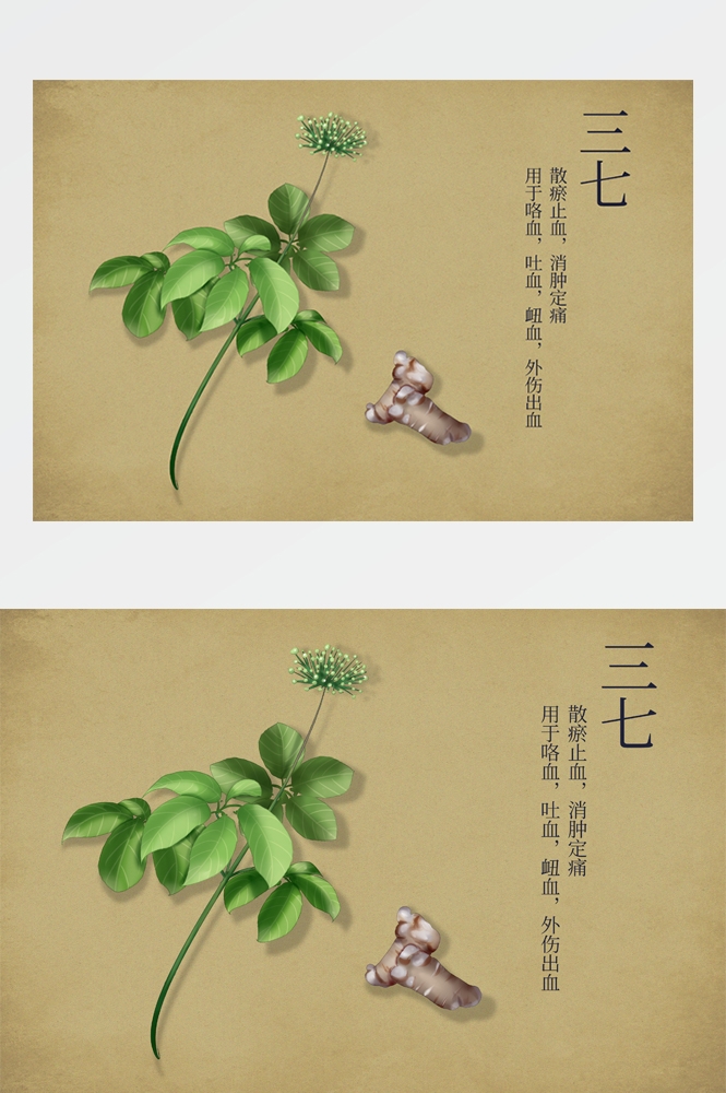 中国传统中医挂画中草药图集插画海报展板 (25)