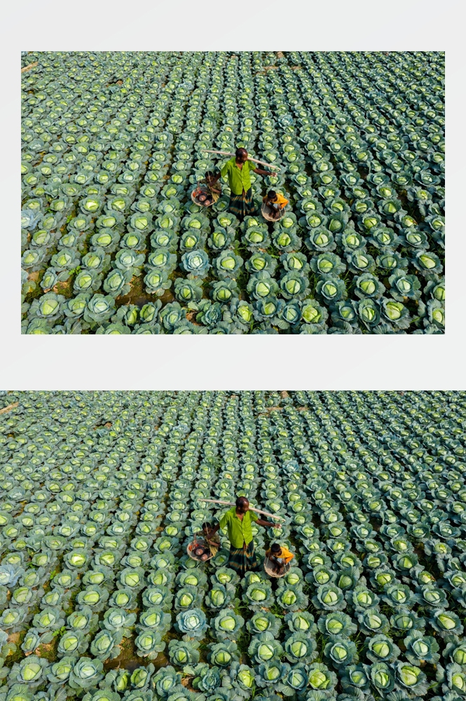 农业生产插秧收割农活高清图片 (344)