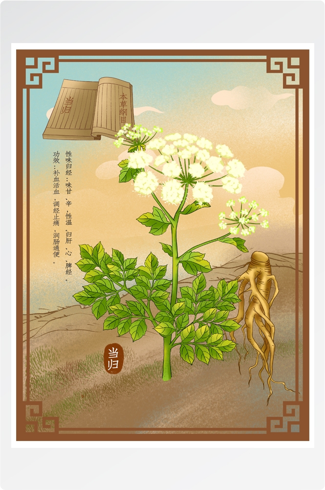 中国传统中医挂画中草药图集插画素材当归6