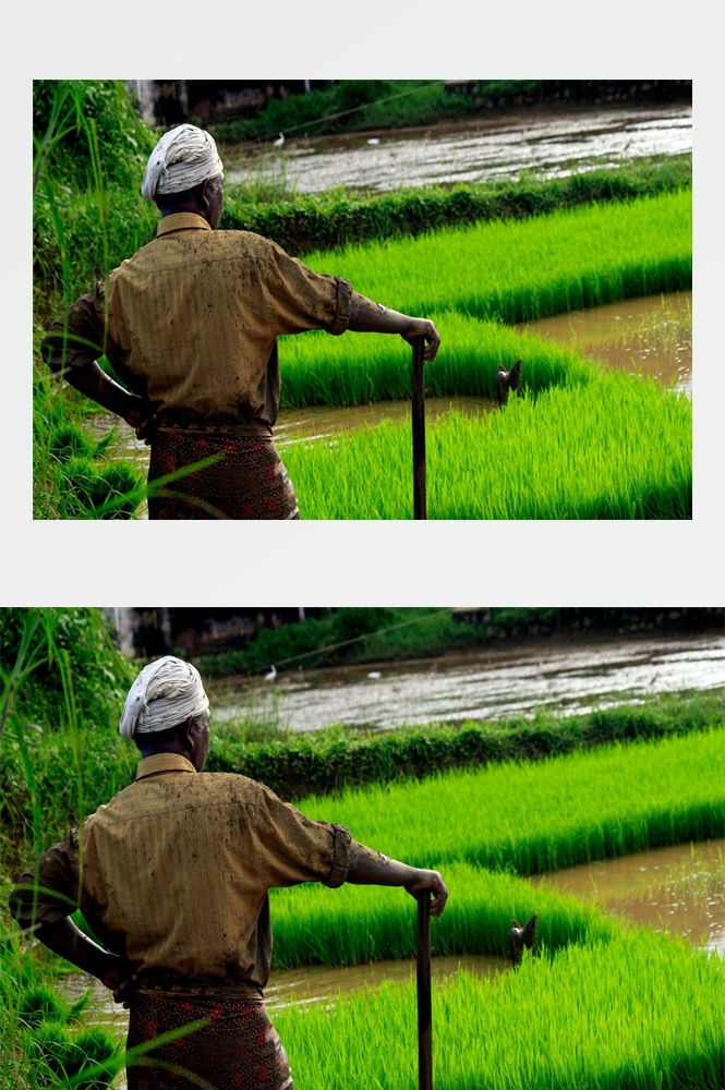农业生产插秧收割农活高清图片 (38)