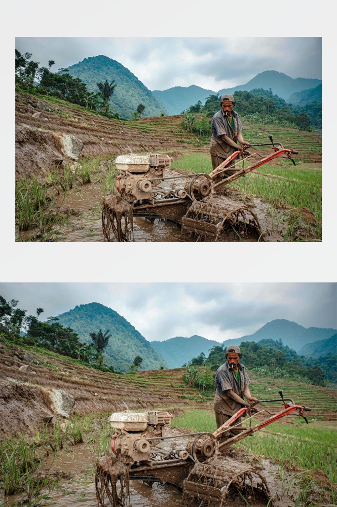 农业生产插秧收割农活高清图片 (166)