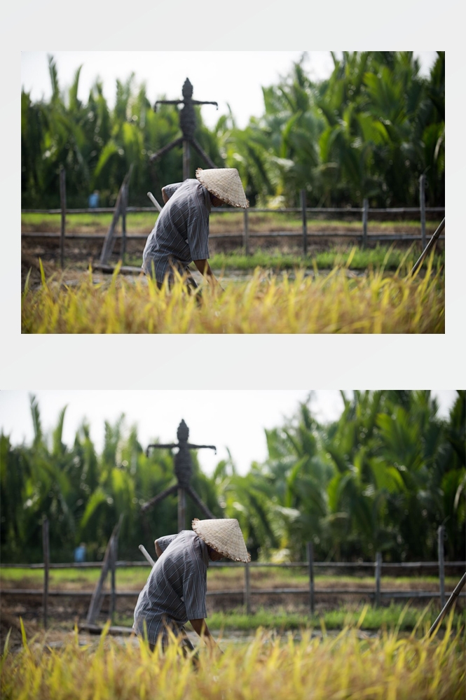 农业生产插秧收割农活高清图片 (58)