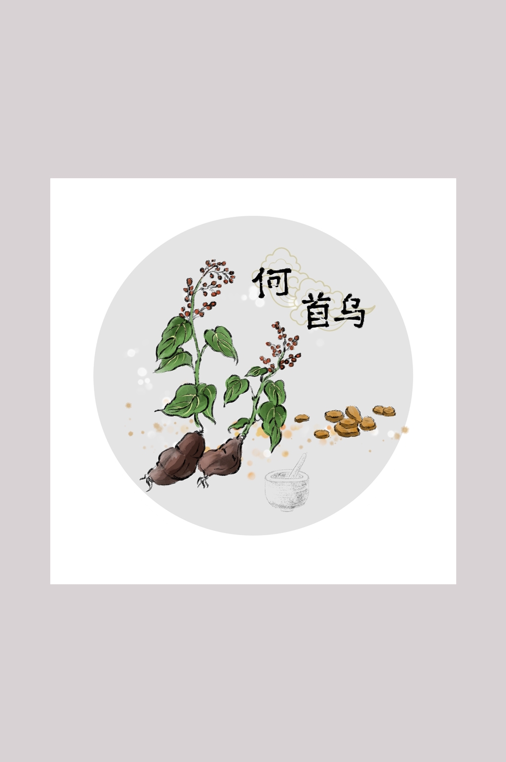 中国传统中医挂画中草药图集插画海报展板何首乌5