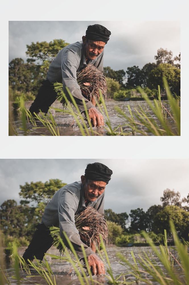 农业生产插秧收割农活高清图片 (311)