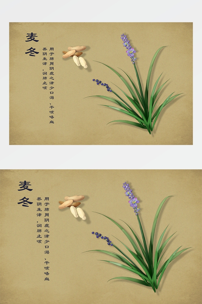 中国传统中医挂画中草药图集插画海报展板 (22)