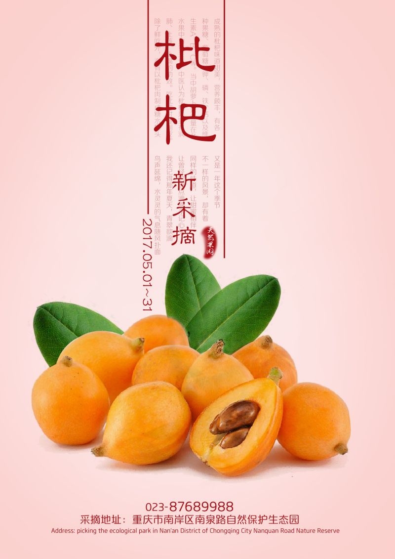 新鲜枇杷海报展板背景促销宣传素材 (4)