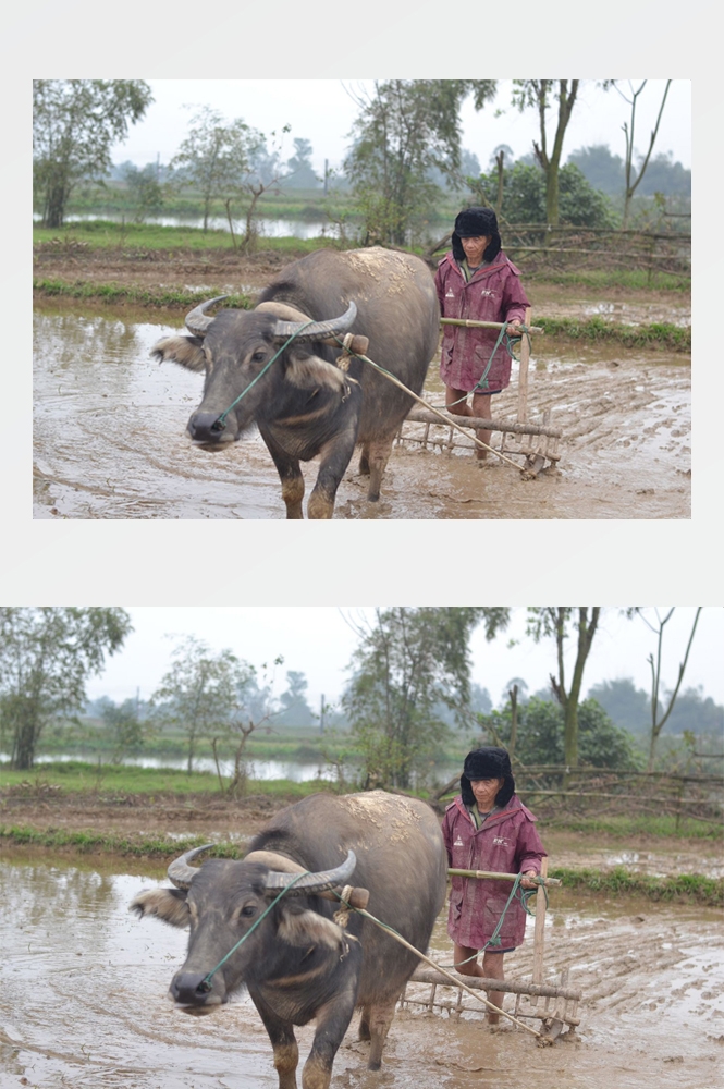 农业生产插秧收割农活高清图片 (362)