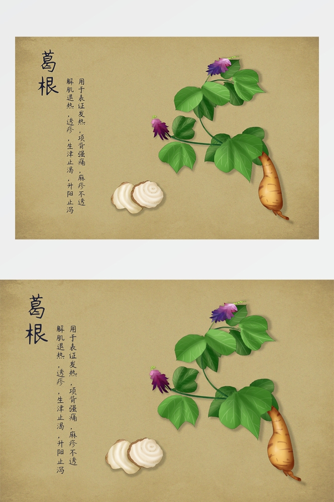 中国传统中医挂画中草药图集插画海报展板 (12)