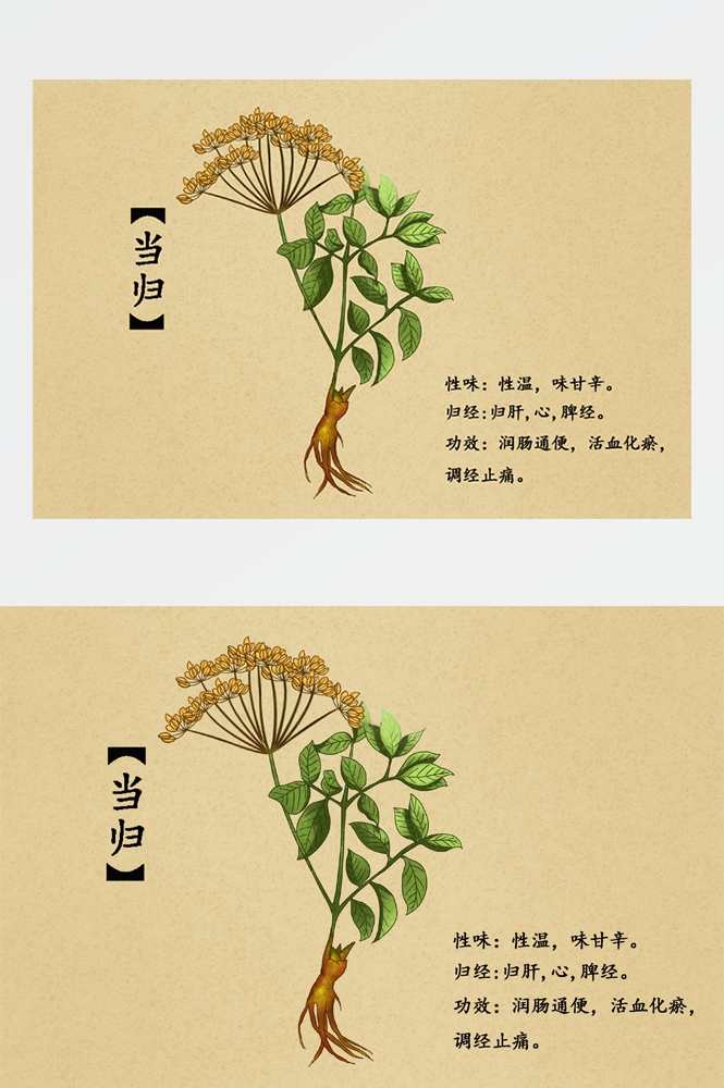 中国传统中医挂画中草药图集插画海报展板当归14