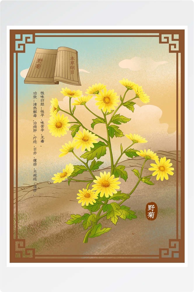 中国传统中医挂画中草药图集插画素材野菊24