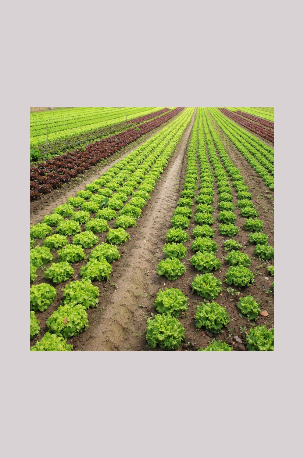 农田耕田田野高清图片27