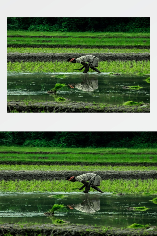 农业生产插秧收割农活高清图片