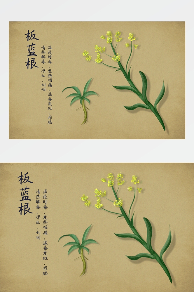 中国传统中医挂画中草药图集插画海报展板 (4)