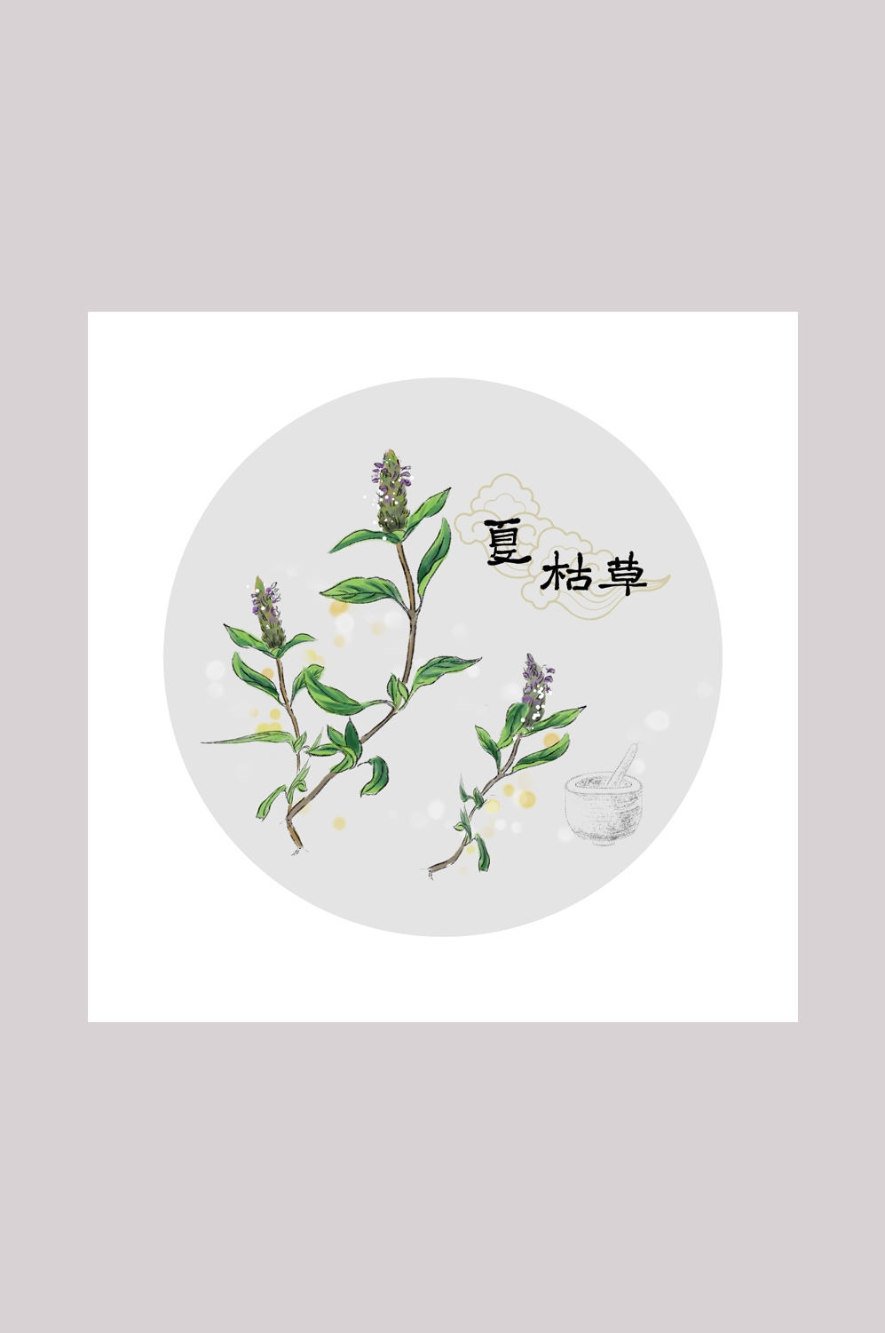 中国传统中医挂画中草药图集插画海报展板夏枯草11