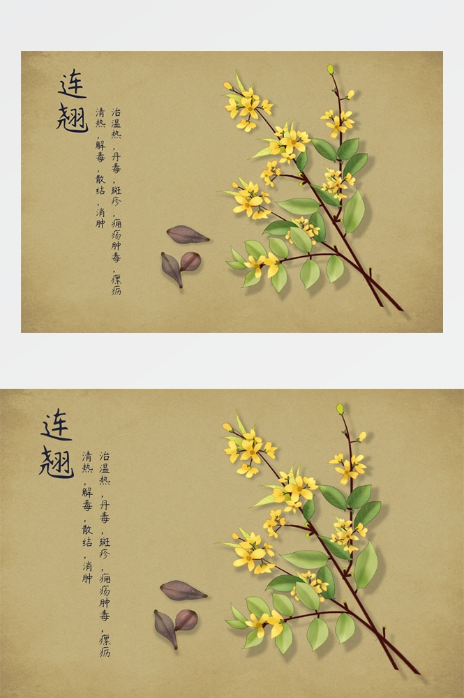 中国传统中医挂画中草药图集插画海报展板 (20)