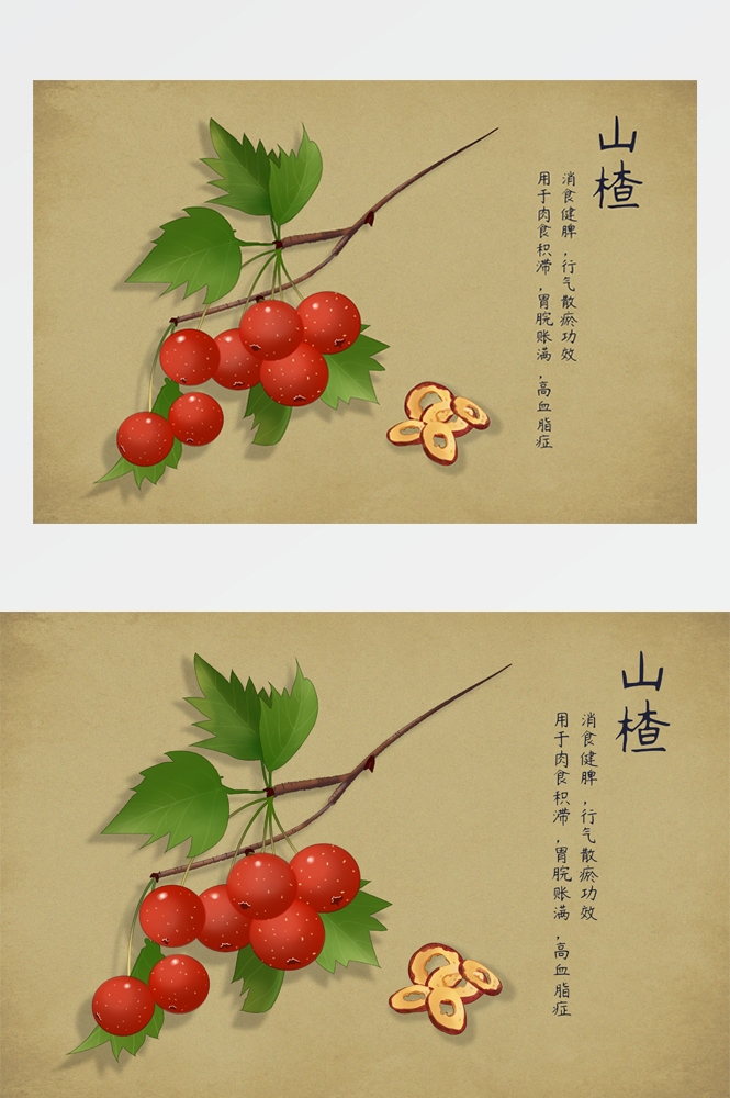 中国传统中医挂画中草药图集插画海报展板 (26)