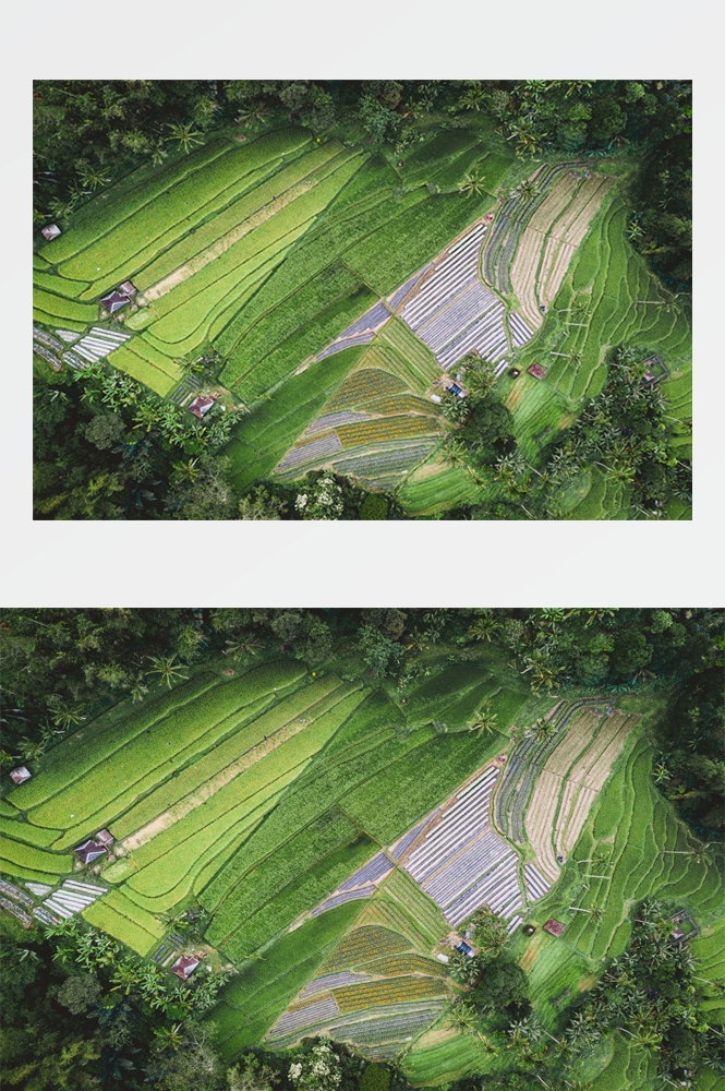 农业生产插秧收割农活高清图片