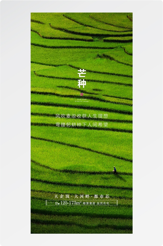 二十四24节气芒种小麦风景海报 (28)