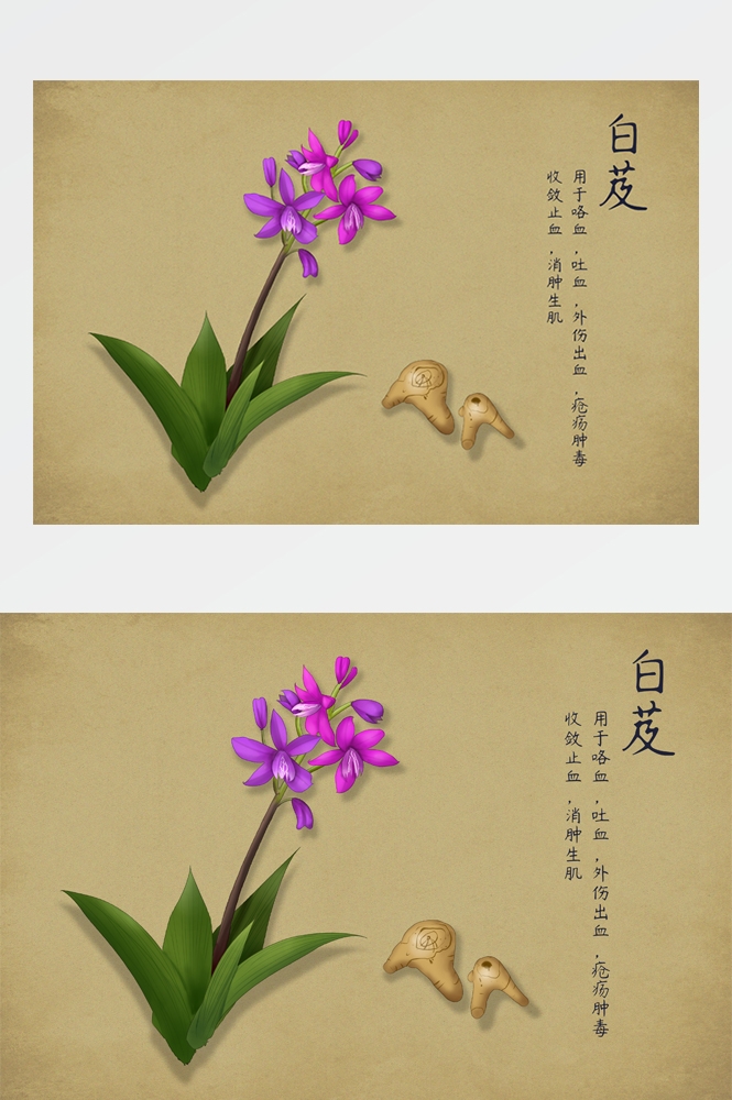 中国传统中医挂画中草药图集插画海报展板 (1)