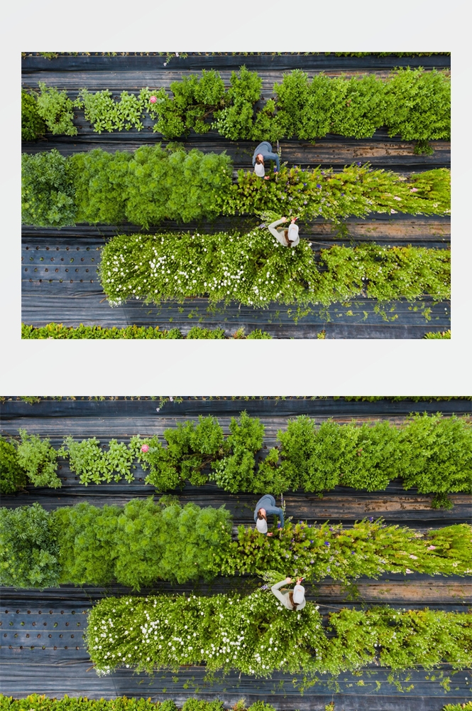 农业生产插秧收割农活高清图片