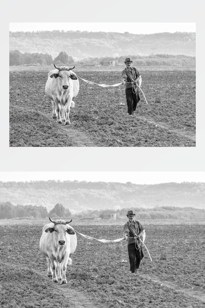 农业生产插秧收割农活高清图片 (248)