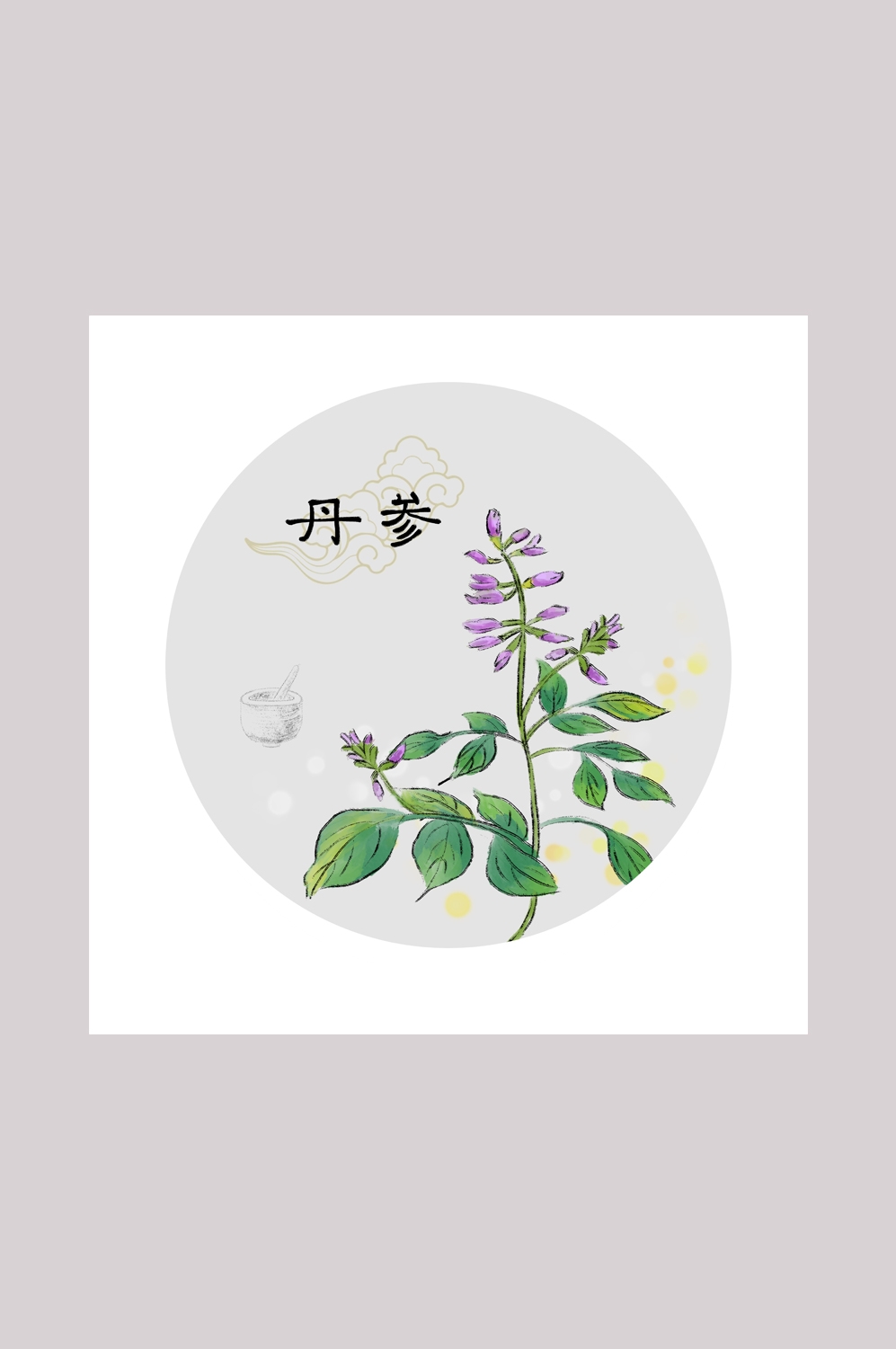 中国传统中医挂画中草药图集插画海报展板丹参2