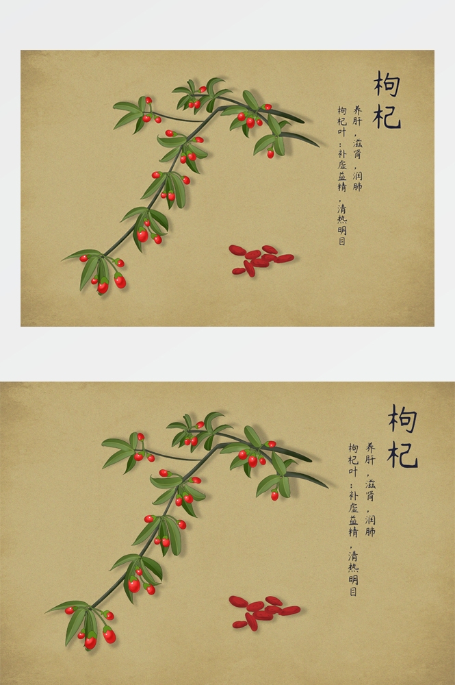 中国传统中医挂画中草药图集插画海报展板 (14)