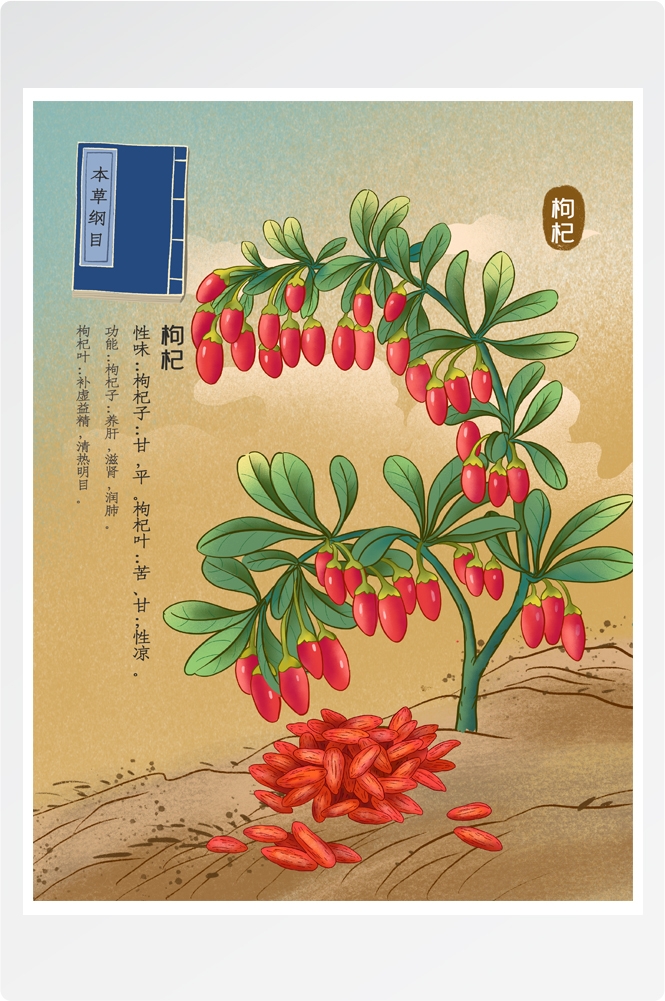 中国传统中医挂画中草药图集插画素材枸杞10