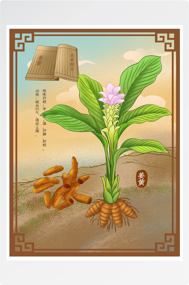中国传统中医挂画中草药图集插画素材姜黄14