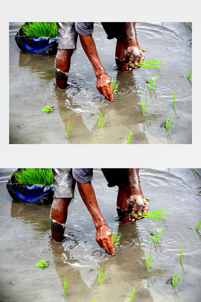 农业生产插秧收割农活高清图片 (193)