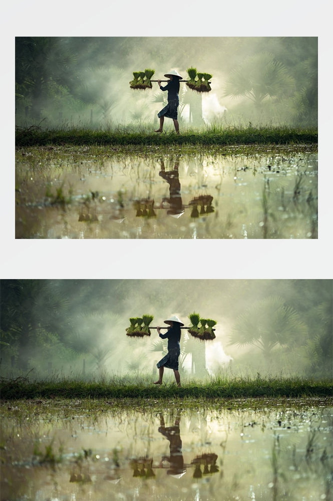 农业生产插秧收割农活高清图片 (284)