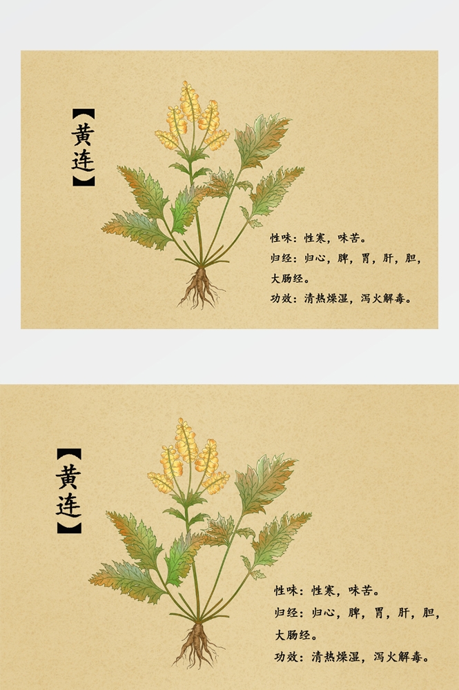 中国传统中医挂画中草药图集插画海报展板黄连32