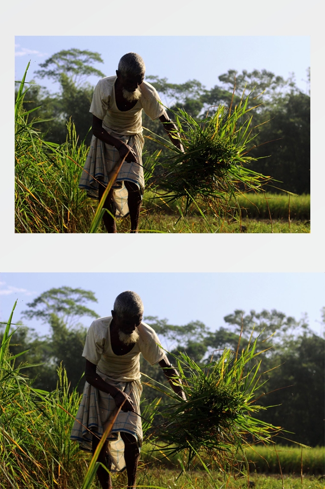 农业生产插秧收割农活高清图片 (96)