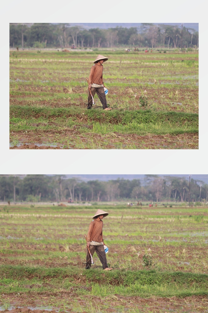 农业生产插秧收割农活高清图片 (95)