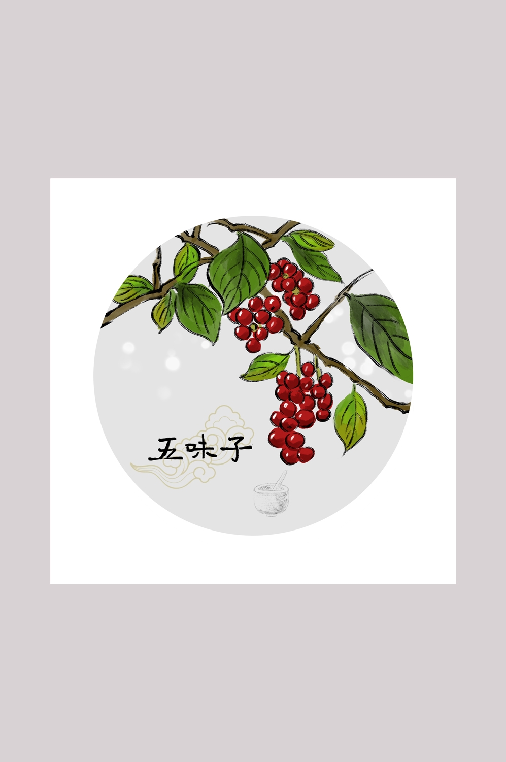 中国传统中医挂画中草药图集插画海报展板五味子4