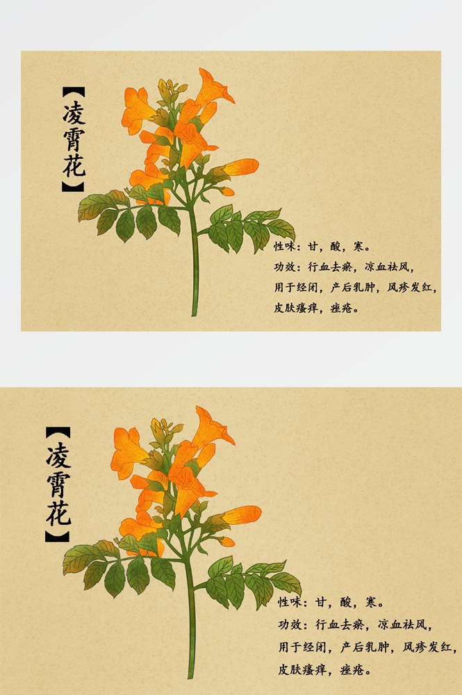 中国传统中医挂画中草药图集插画海报展板凌霄花9