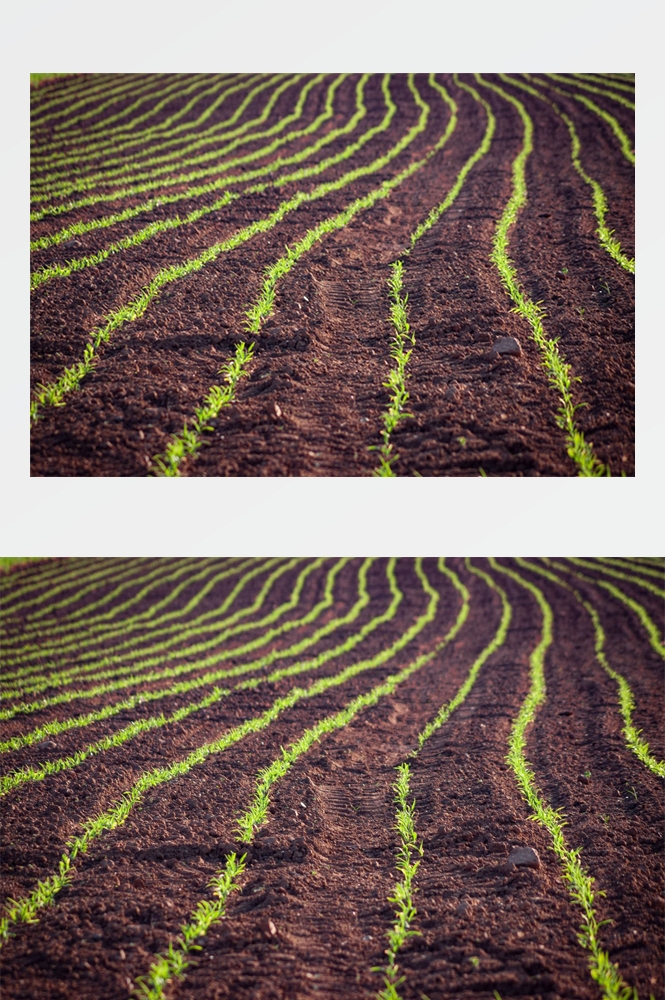 农业生产插秧收割农活高清图片 (68)