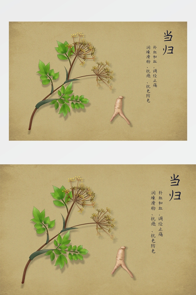 中国传统中医挂画中草药图集插画海报展板 (9)