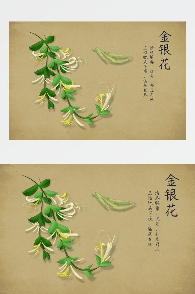中国传统中医挂画中草药图集插画海报展板 (18)