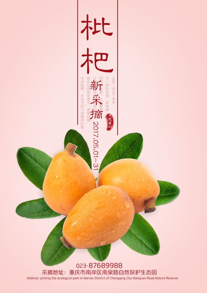 新鲜枇杷海报展板背景促销宣传素材 (3)