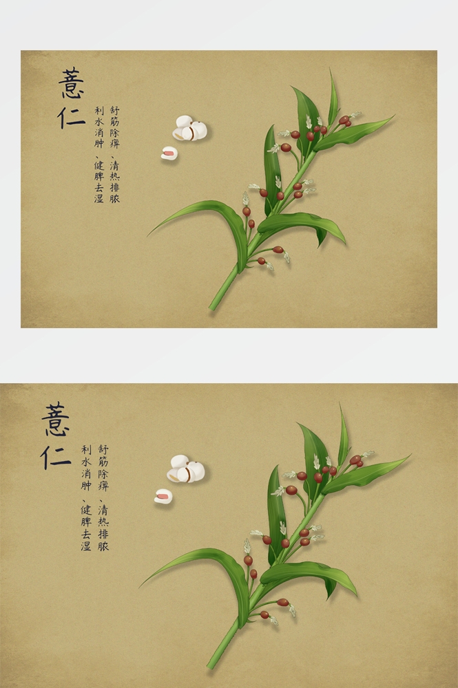 中国传统中医挂画中草药图集插画海报展板 (32)