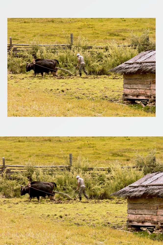 农业生产插秧收割农活高清图片 (97)