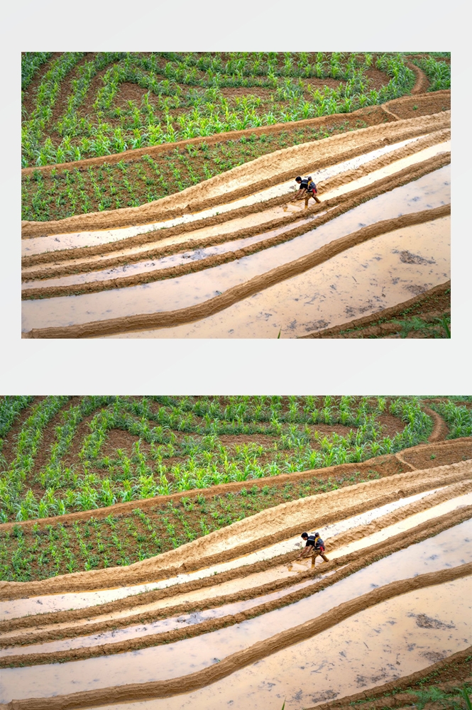 农业生产插秧收割农活高清图片