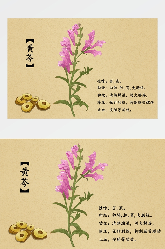 中国传统中医挂画中草药图集插画海报展板黄岑30