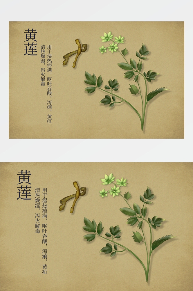 中国传统中医挂画中草药图集插画海报展板 (16)