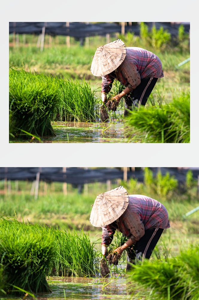 农业生产插秧收割农活高清图片 (274)