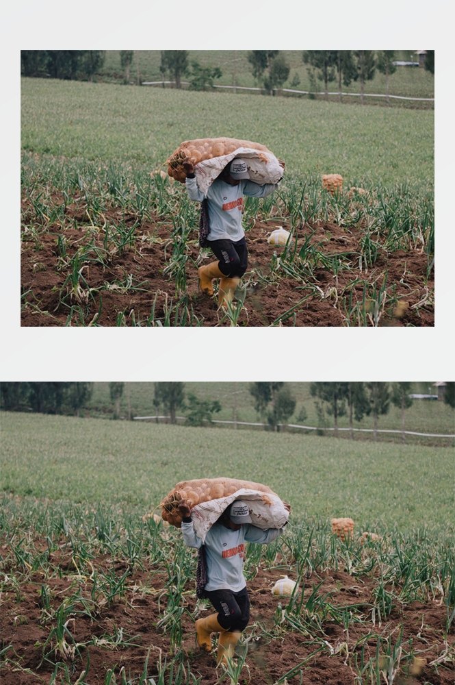 农业生产插秧收割农活高清图片 (94)