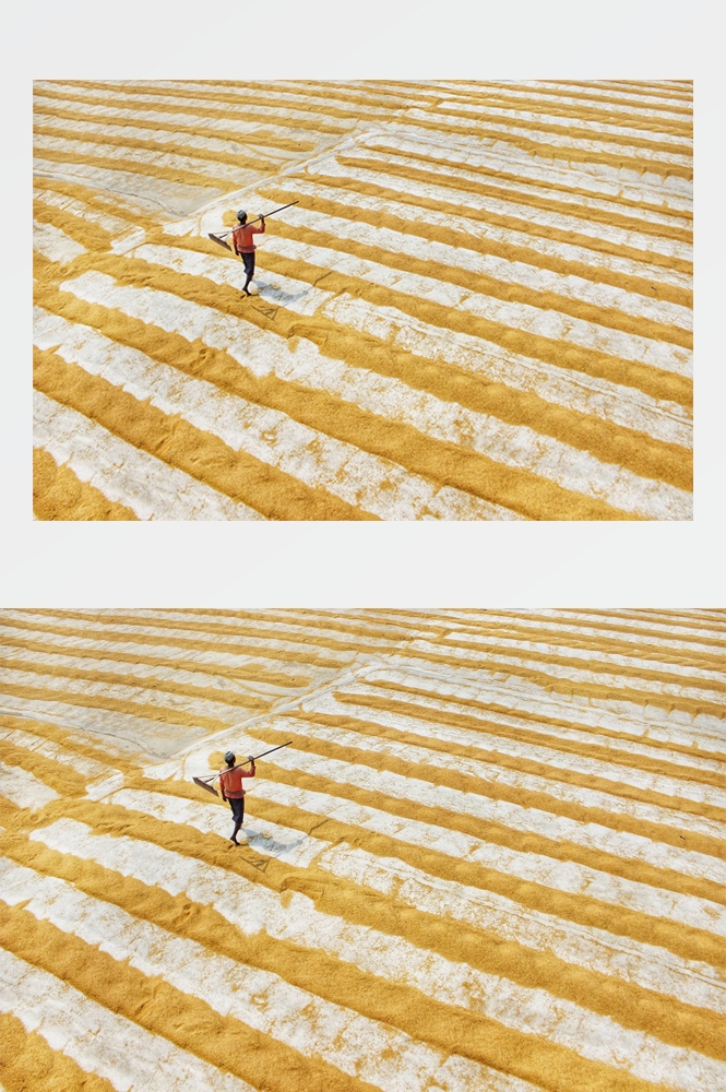 农业生产插秧收割农活高清图片 (197)