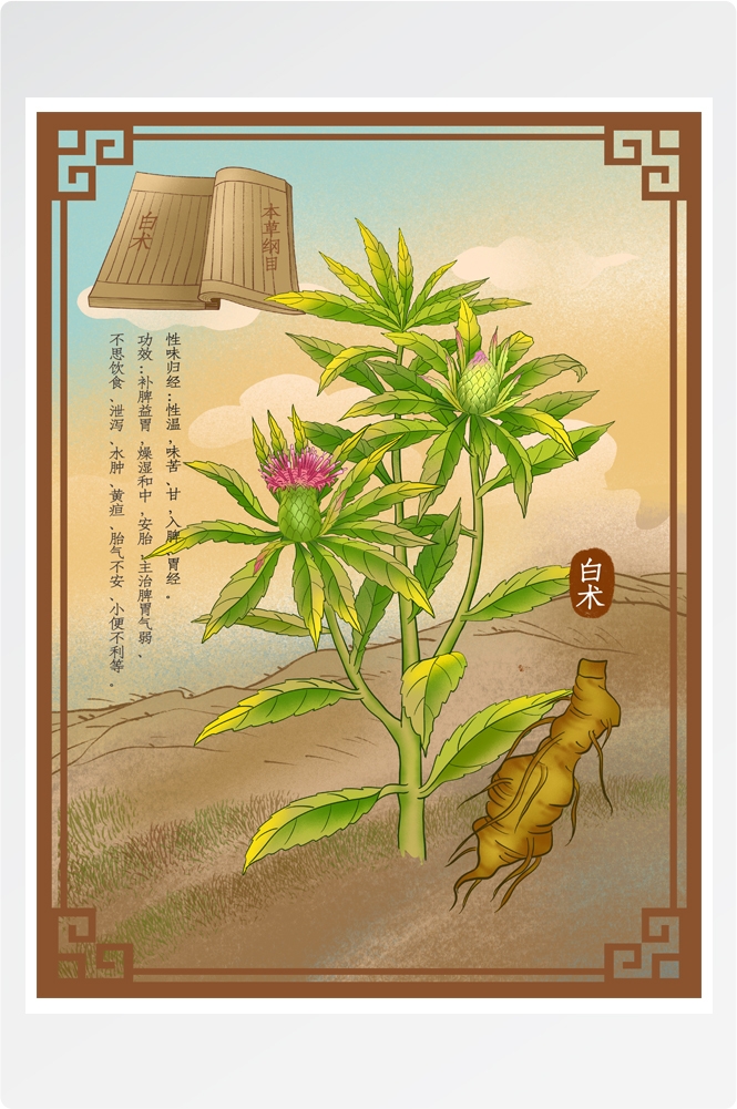 中国传统中医挂画中草药图集插画素材白术2