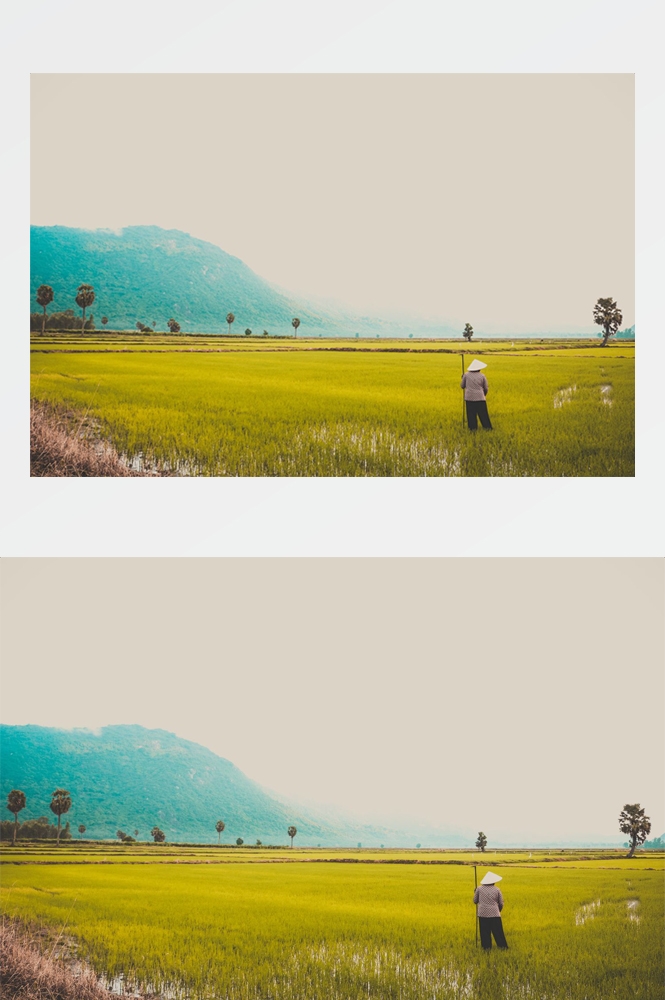 农业生产插秧收割农活高清图片 (241)